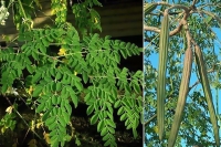 Carotene drum stick tree health benefits