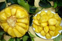 Jack fruit healthy benefits blood pressure controls