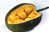 Jack fruit health benefits cancer cells bacterial infection high blood pressure