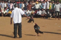 Kodi pandaalu in andhra districts