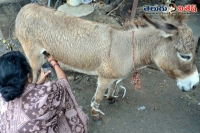 Donkeys milk costs six thousand rupees