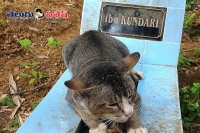 Cat refuses to leave its late owner s grave