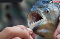 Man eating fishes in the godavari rever