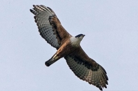 Telangana a rare eagle spotted in kagaznagar forest division