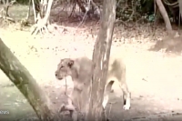 Buffalo chases away lioness at gir forest national park