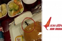 Lizard in ai food tray story false fabricated minister