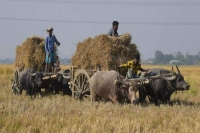 Bullock cart owner fined rs 1000 under motor vehicles act in uttarakhand