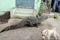 Watch crocodile found strolling through kogilban village in dandeli