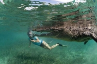 Wildlife obsessed father takes his daughter swimming with crocodile