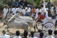 Get ready jallikattu premier league in chennai from january 7