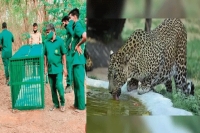 Leopard venturing on hyderabad outskirts evades forest authorities