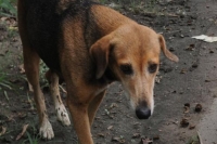 Si shoots a dog in lucknow