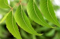 Bride s father gives neem plant to groom as dowry