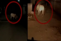 Two lions stroll junagadh streets video went viral