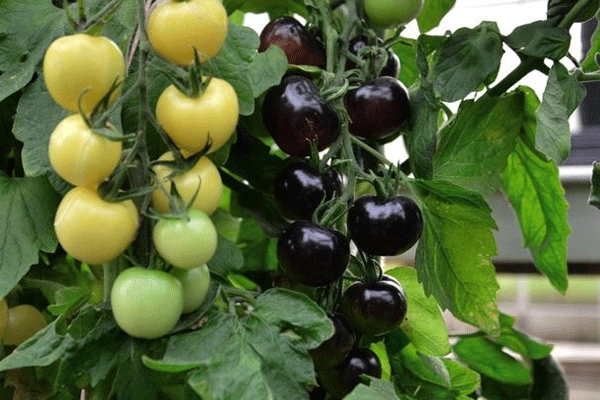 World s first black and white tomato plant created by british breeder