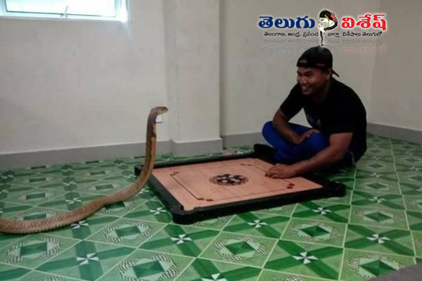 thai man with cobra