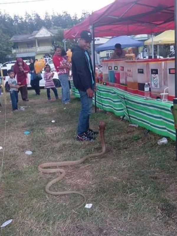 Thai Man with Snake